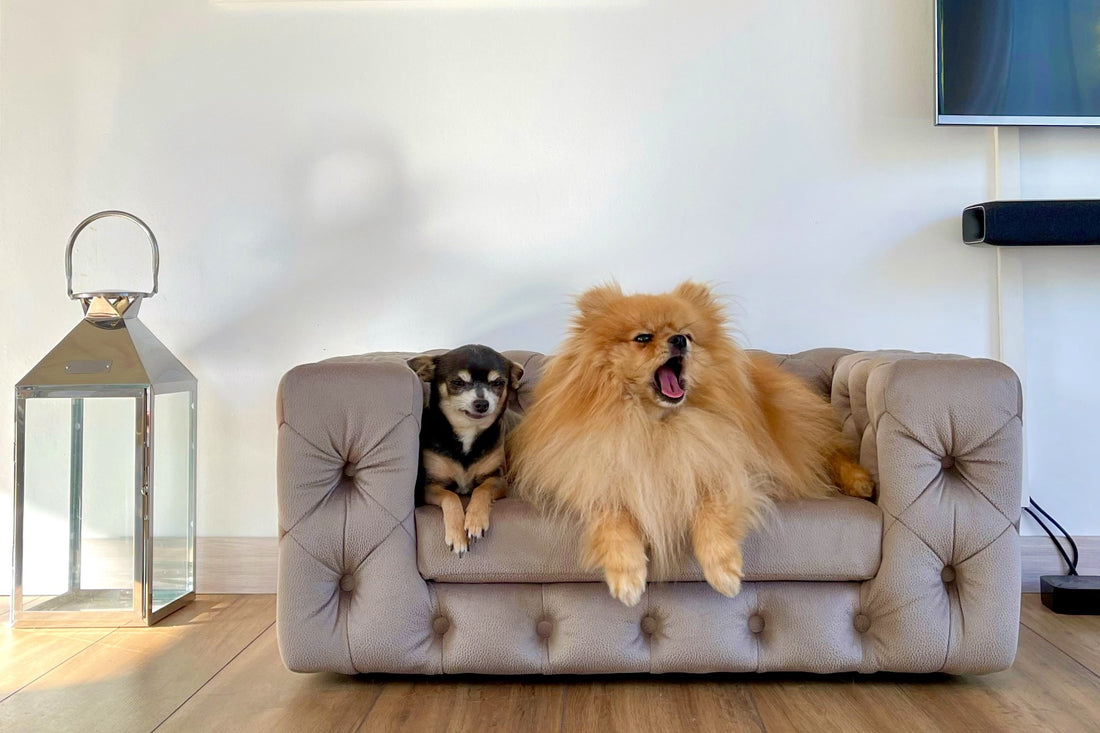 LUXURY ESSENTIALS FOR YOUR NEWEST FAMILY MEMBER: YOUR DOG