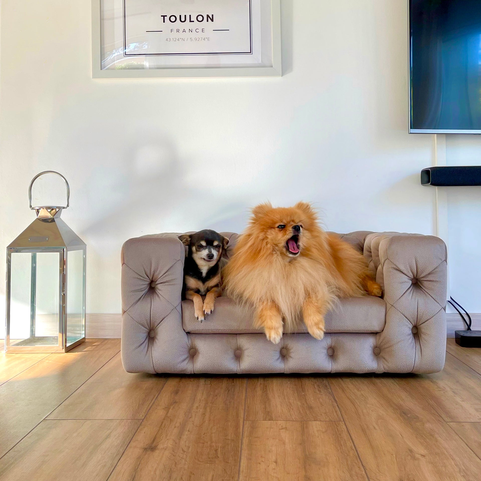 Luxury dog sofa -  Italia